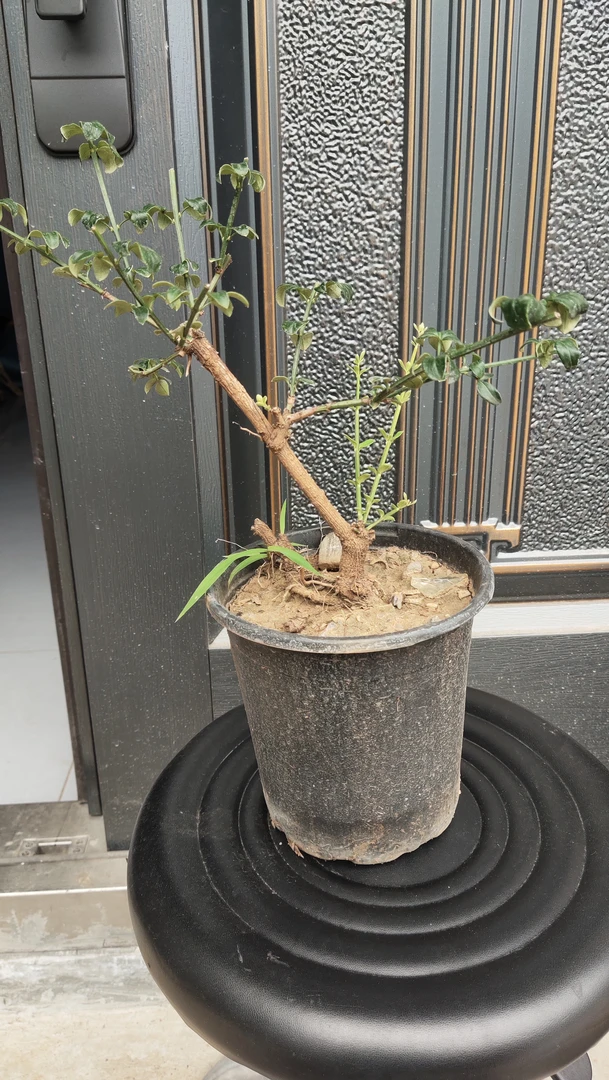 迎春老桩室内外观赏绿植盆栽