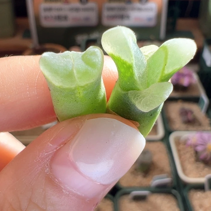 w/650。 福利一组。
