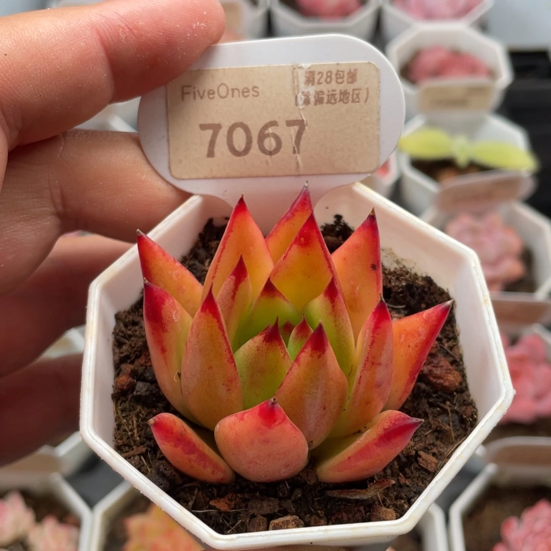 口红7067-5.5厘米