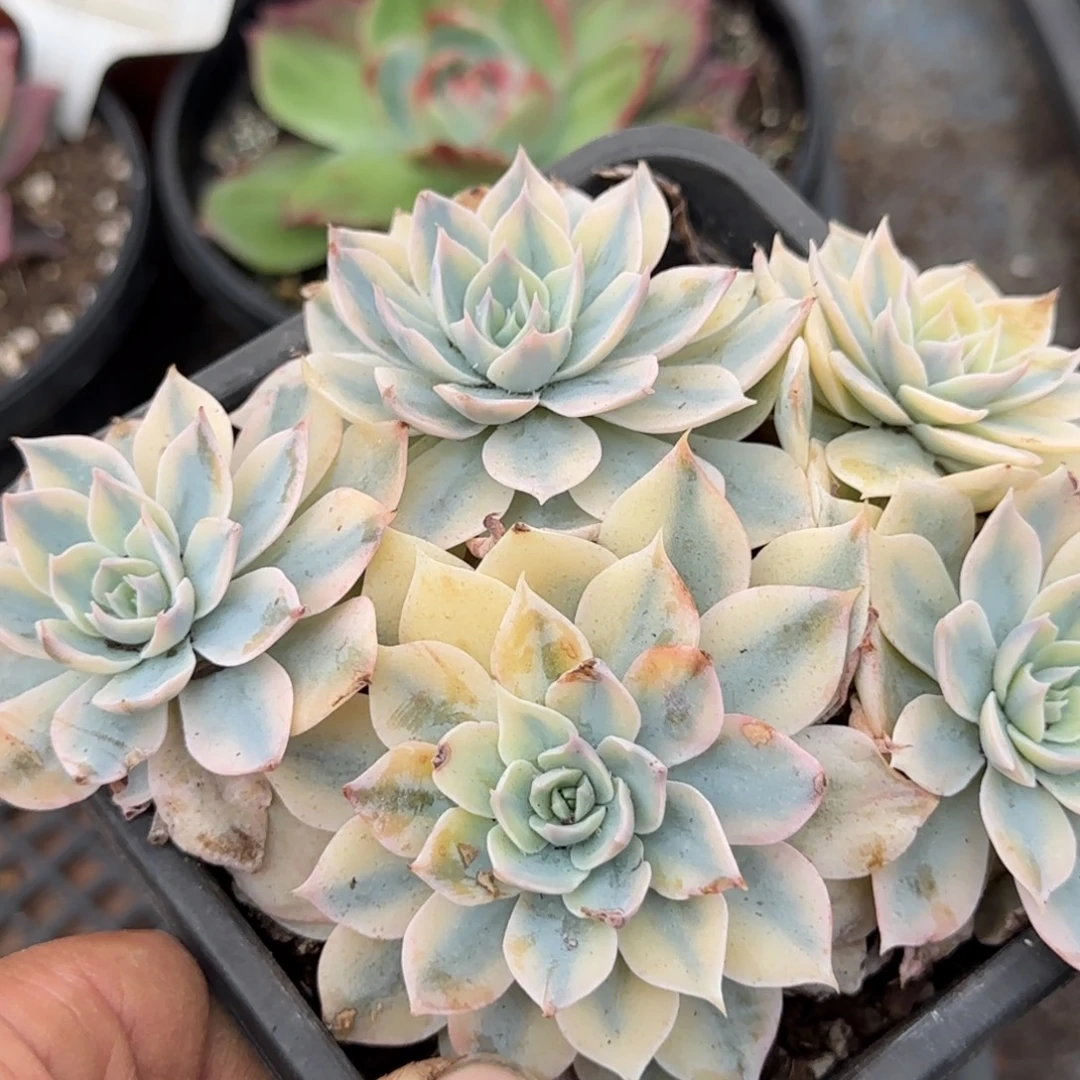 皮试锦惊鸿一物一拍包装收缩花旱