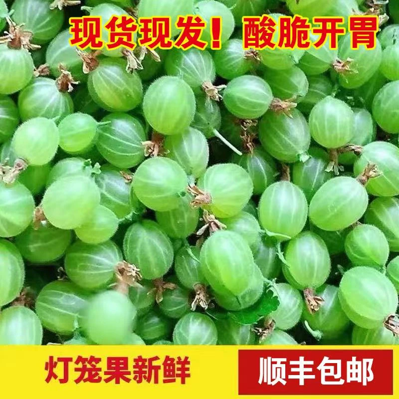 东北灯笼果新鲜醋栗可做梅酵素开胃绿酸子粒顺丰包邮