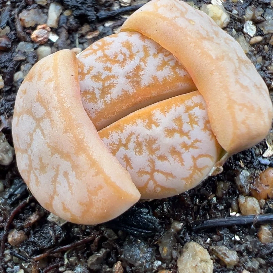 2.3好看的多肉a314