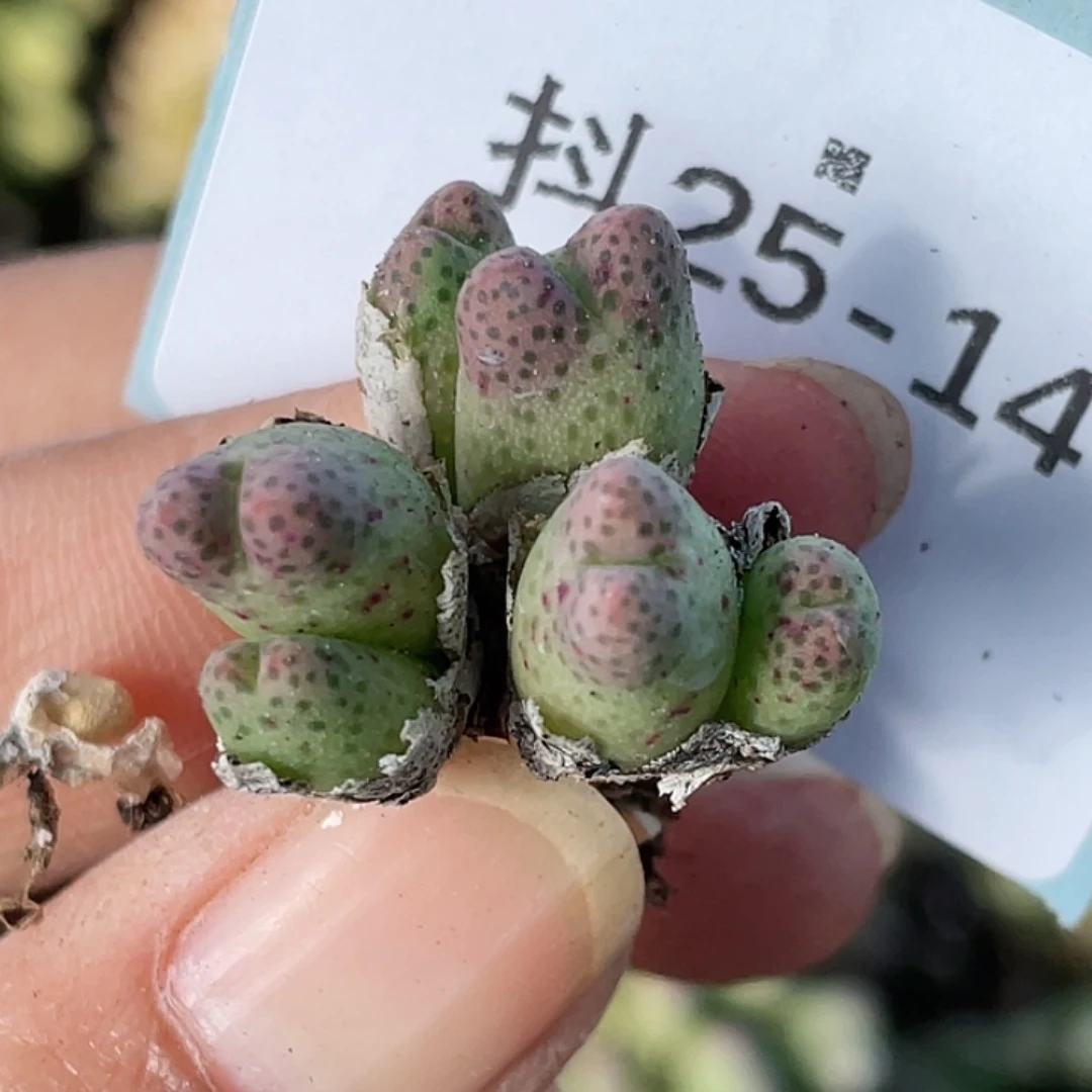 25-14草莓斑马肉锥