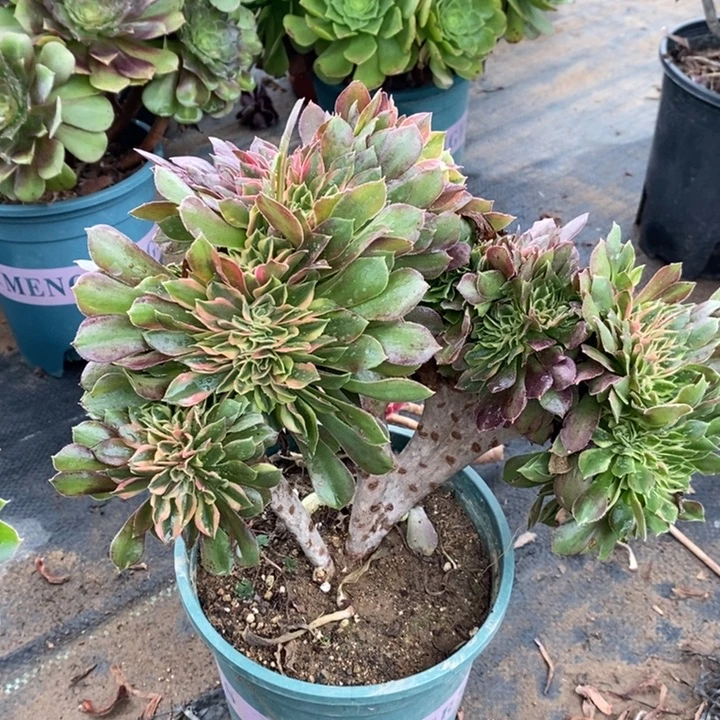 红袖缀多肉植物14。