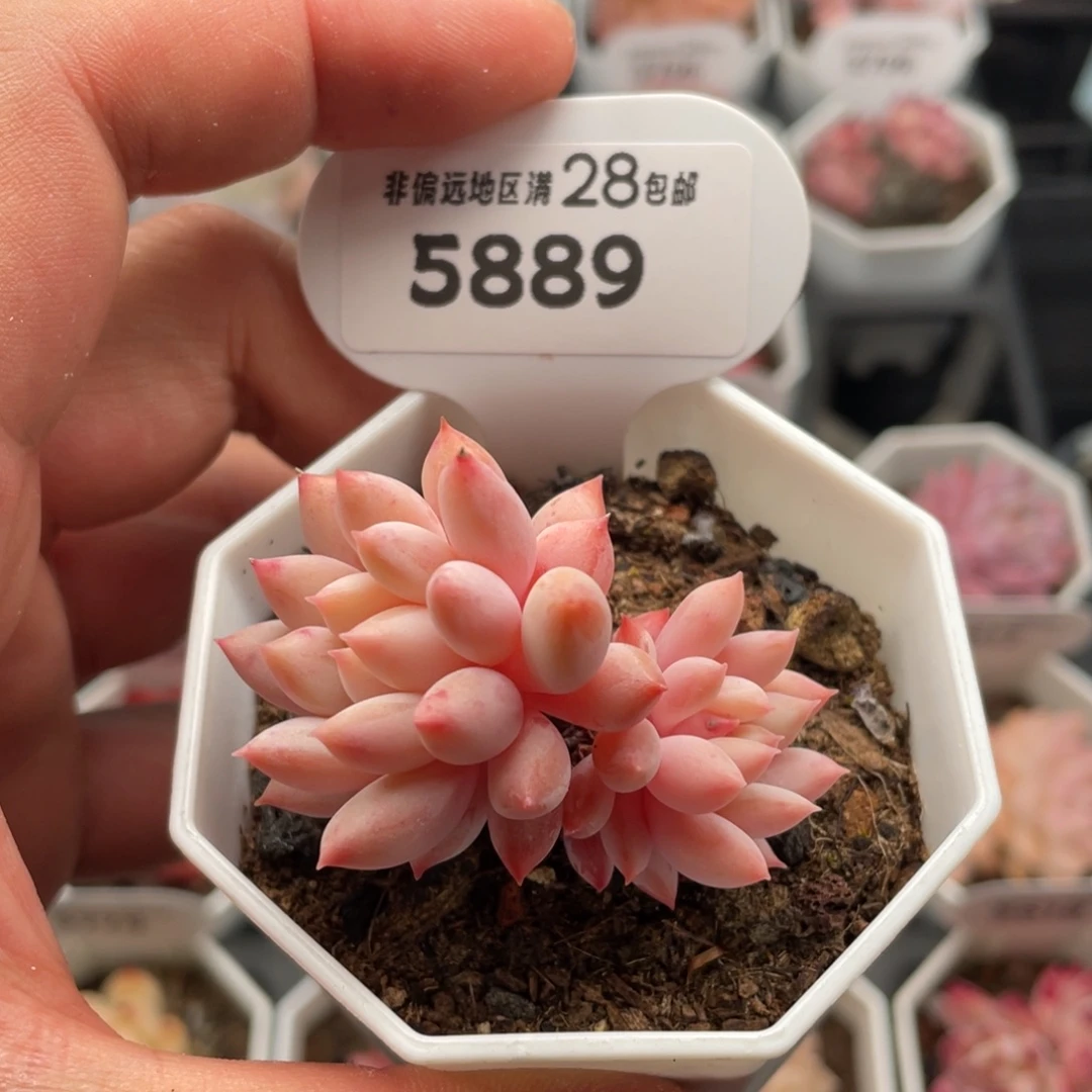 明珠5889-5.5厘米