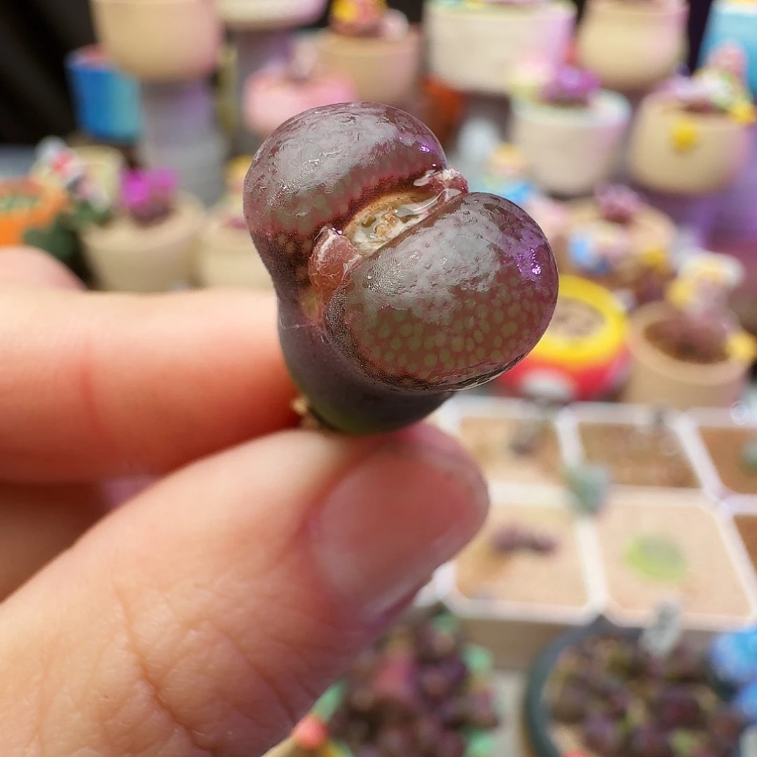 多肉植物福利风铃351