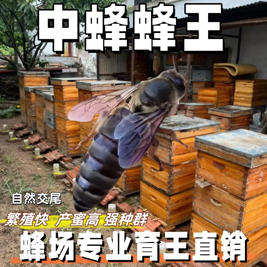 中蜂蜂王高产蜜蜂强群阿坝产卵王处女王