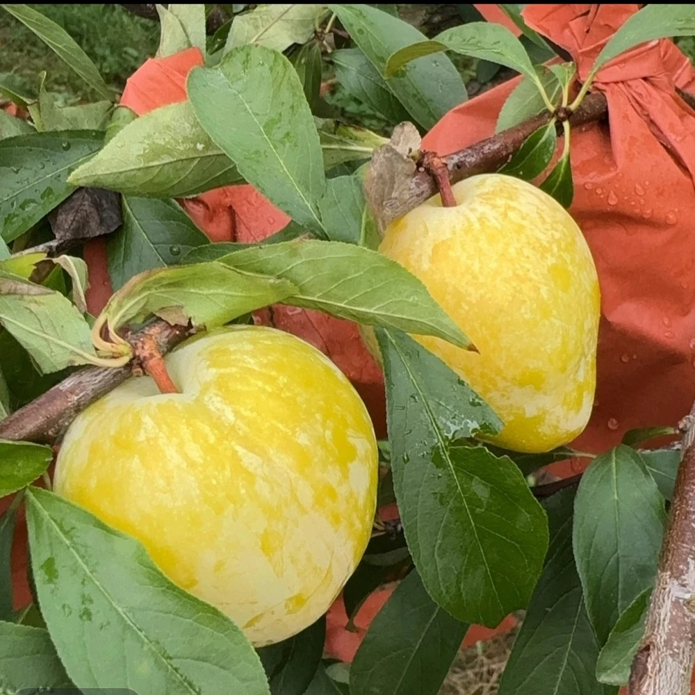 十八连山镇黄金奈李果大饱满甜脆多汁香甜可口