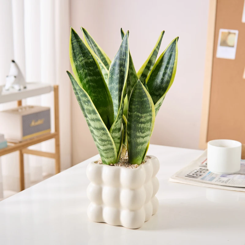 【喜半阴】金边虎皮兰室内盆栽耐阴超精品绿植办公室防辐射桌面植物