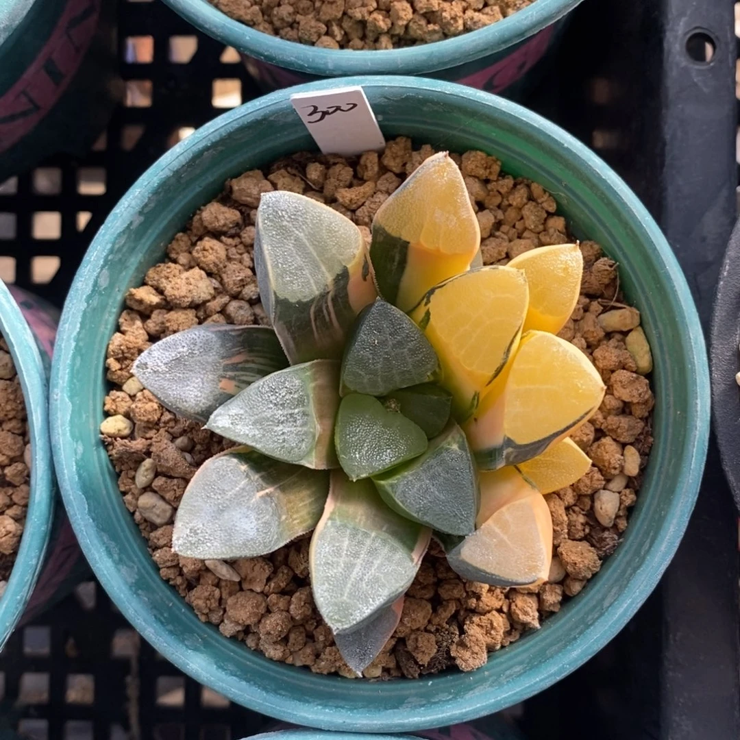 一颗实生大克锦。