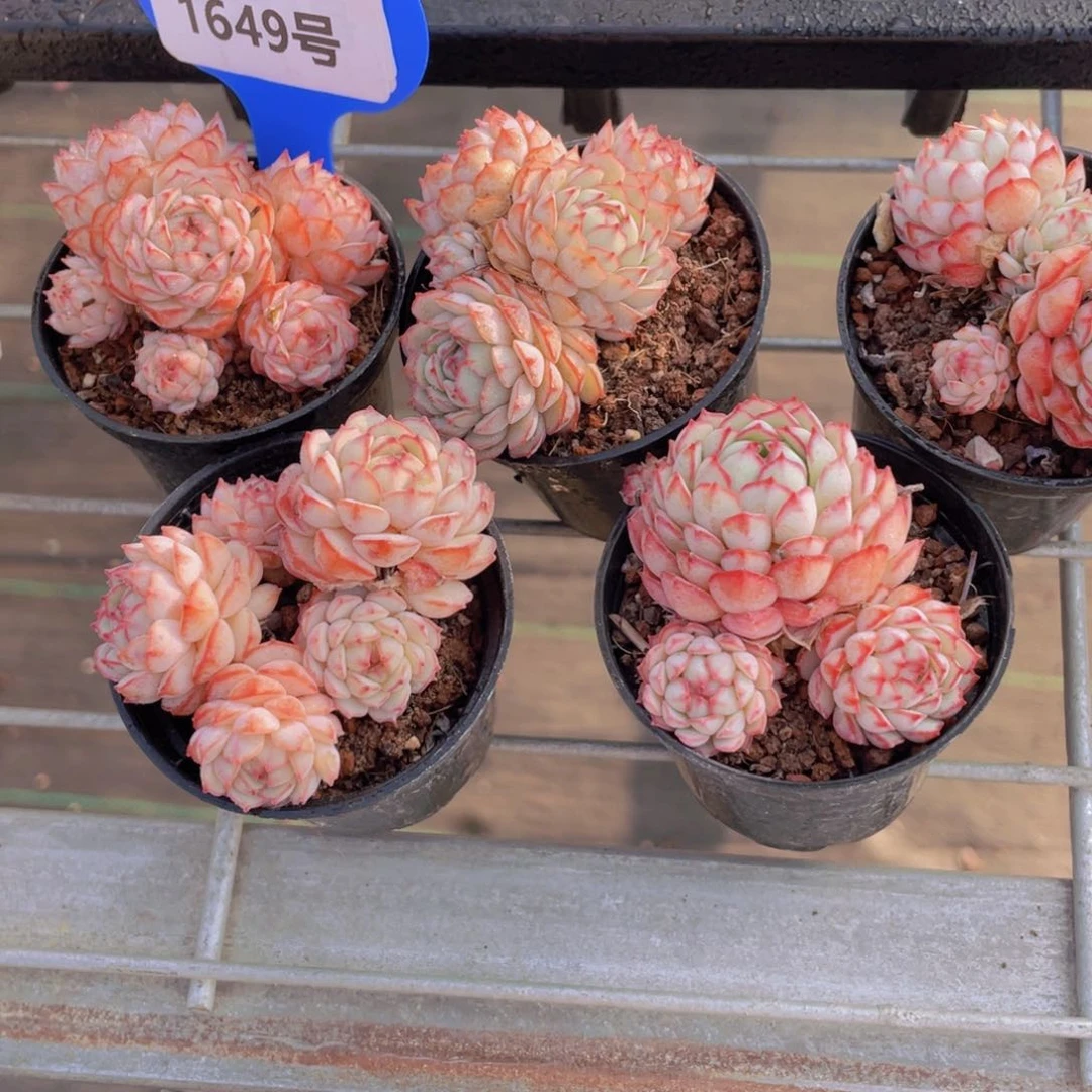 1649号 小红p小红船多头群一个