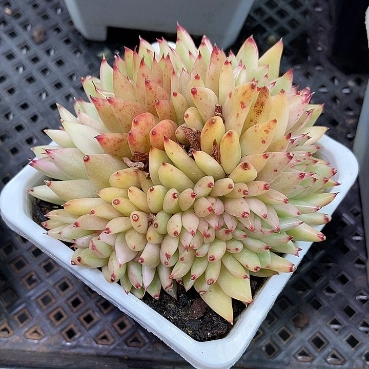 东云锦缀化多肉植物