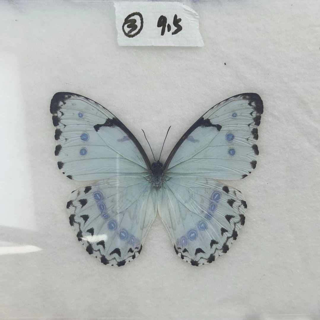 真蝴蝶标本一物一拍