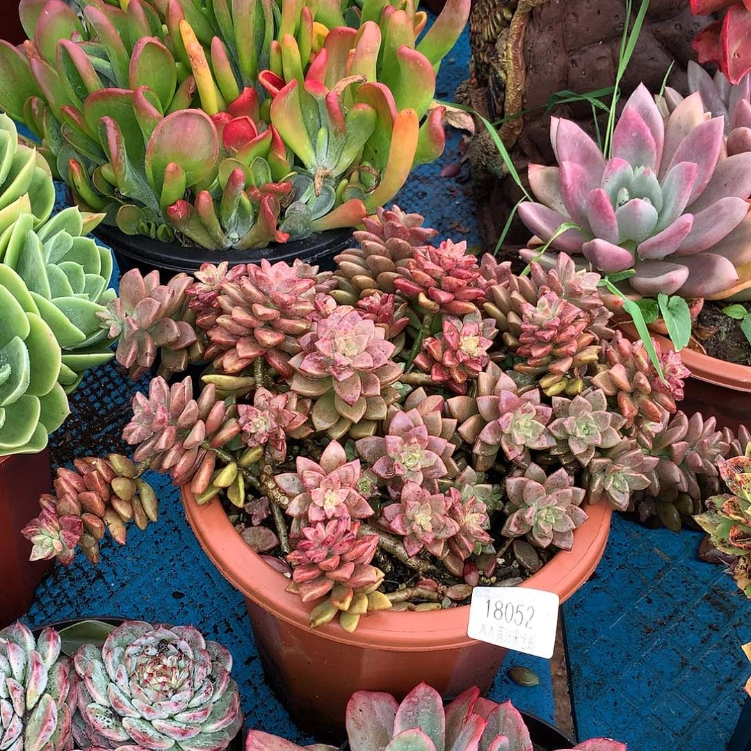 六***儿   姬笼月多头18052