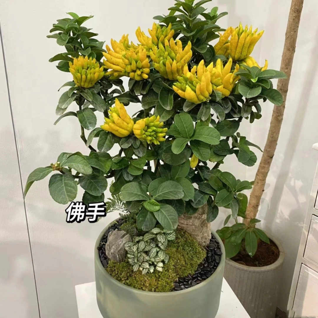 佛手树盆栽金华佛手柑苗带果可食用绿植室内外观赏花卉清香除异味