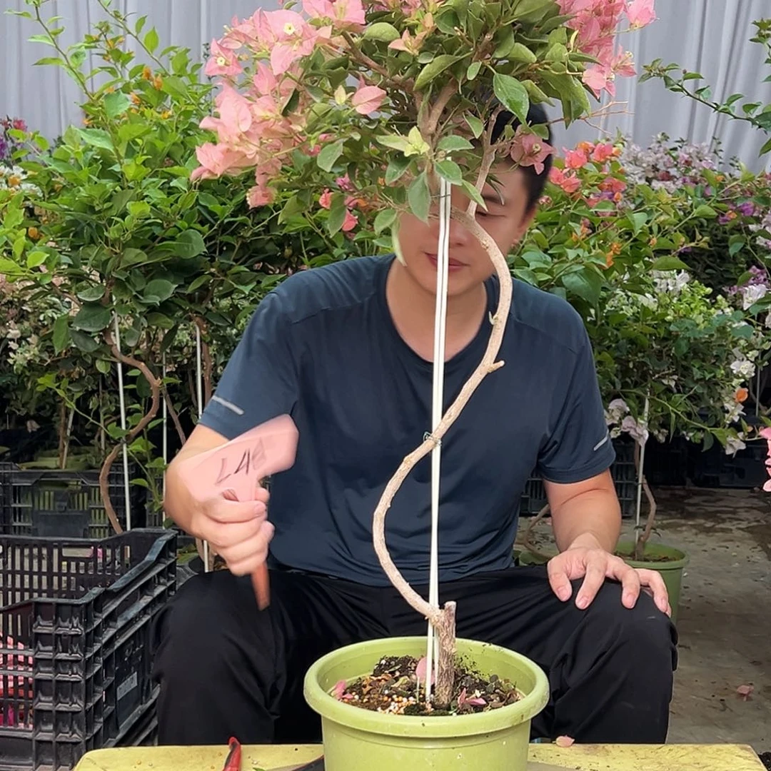 淡***香当前无花栽培后可以开花L45卡亚塔