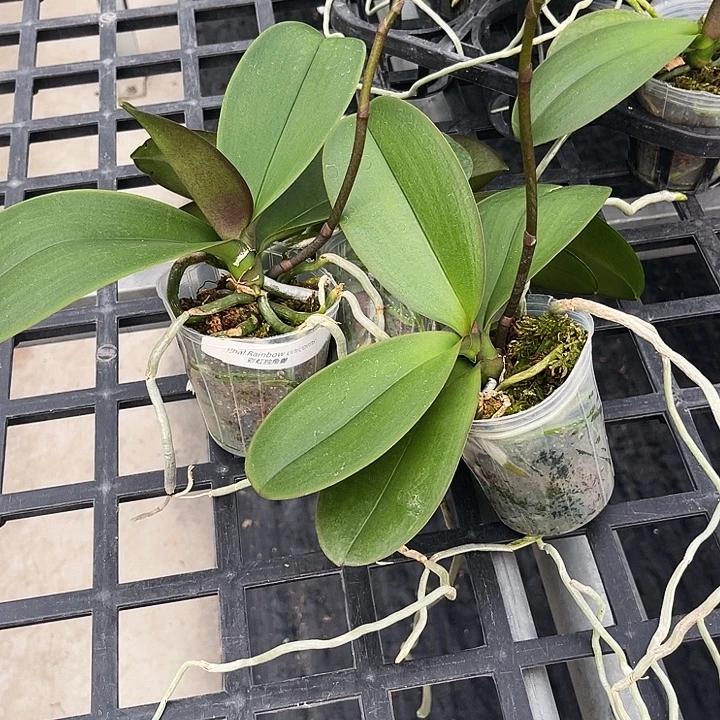 大部分花苞少量开放彩虹独角兽两颗发货不售后