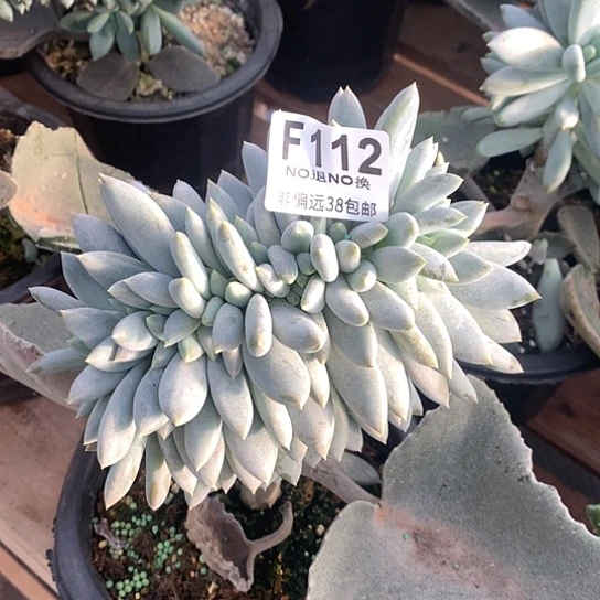 胖体哥特缀化112 需要延迟发货退款拉黑