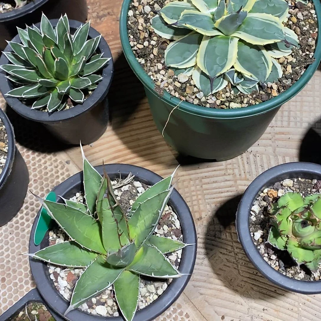 多肉植物龙蛇兰植物