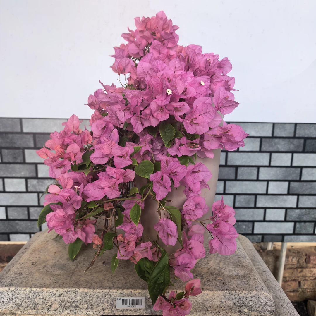 【艺景园花花公子】橙粉公主花瀑布三角梅原生老桩盆景勤花好养