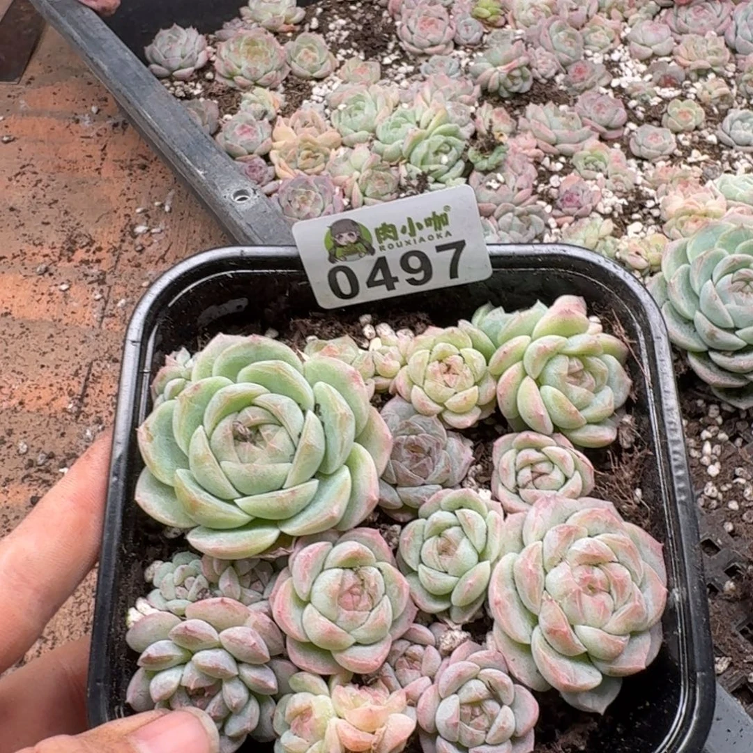 多肉植物多肉植物