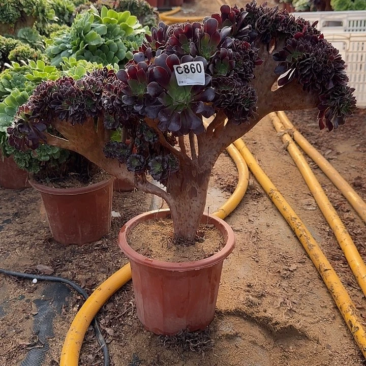 860欧紫一颗52冠服