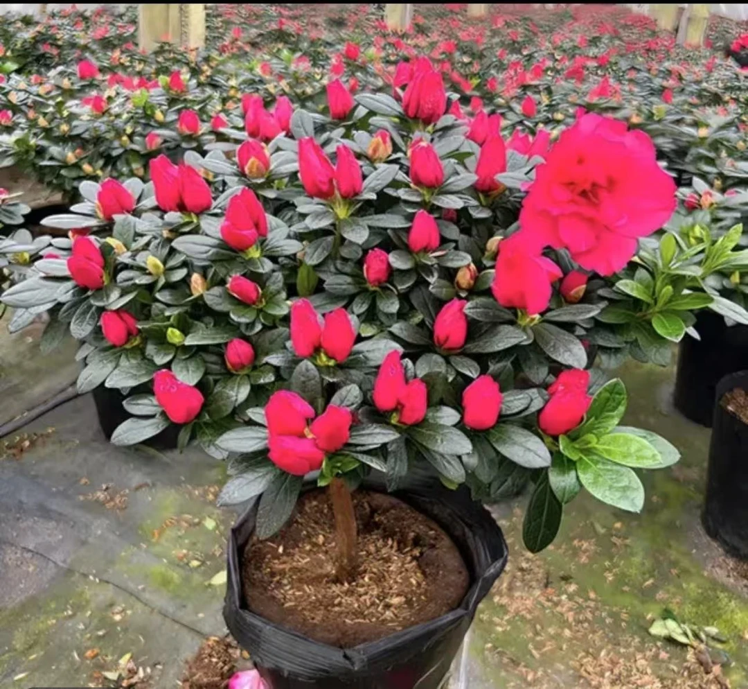 精品杜鹃花盆栽大红色红宝石比利时杨梅红四季开花杜鹃顺丰包邮