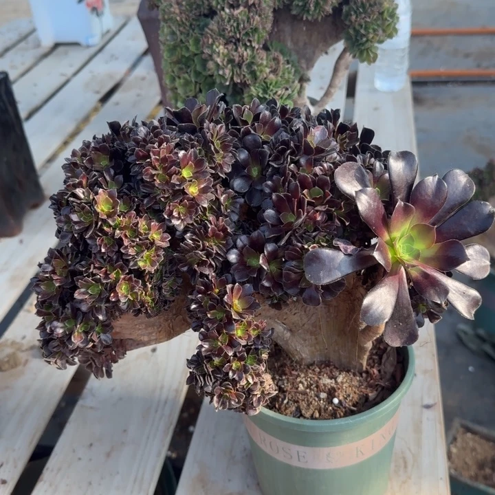 梅花法师特价默认微瑕不退换03