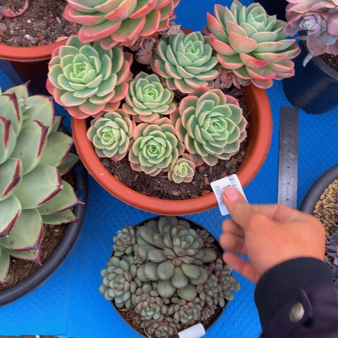 素*1061哈密瓜多肉