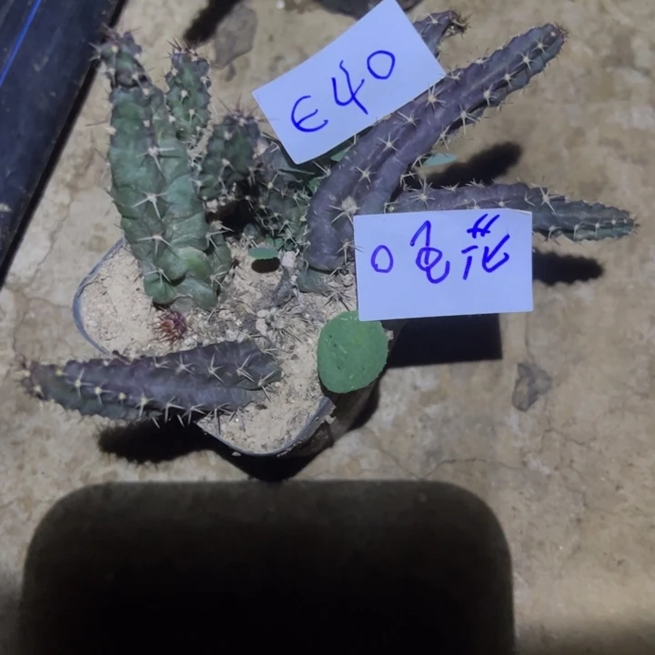 田***野E40两盆梅花角25//