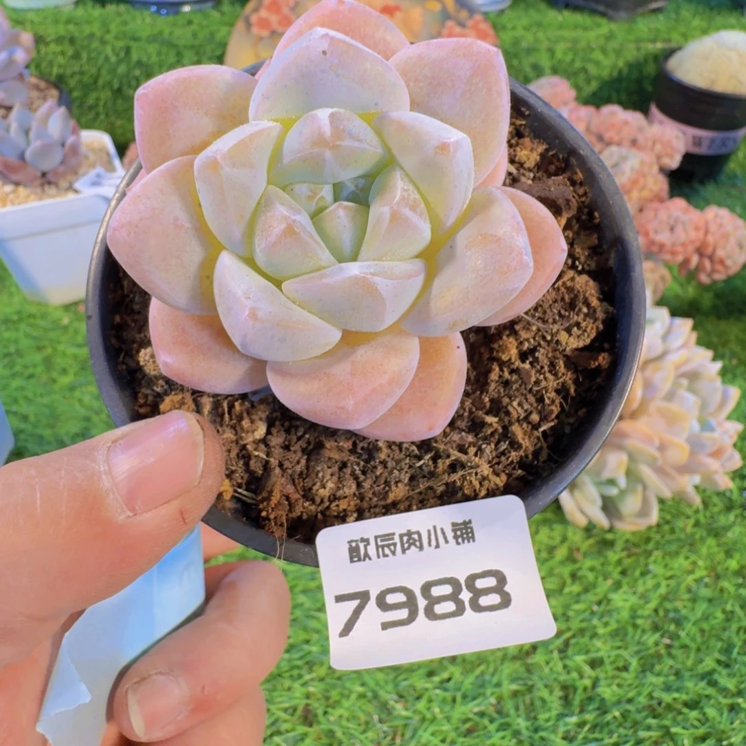 多肉植物冰玉单头7988