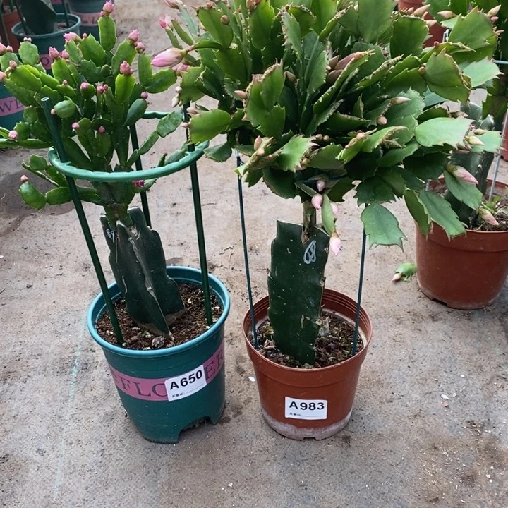 当前无花栽培后可以开花豆*妈650，983