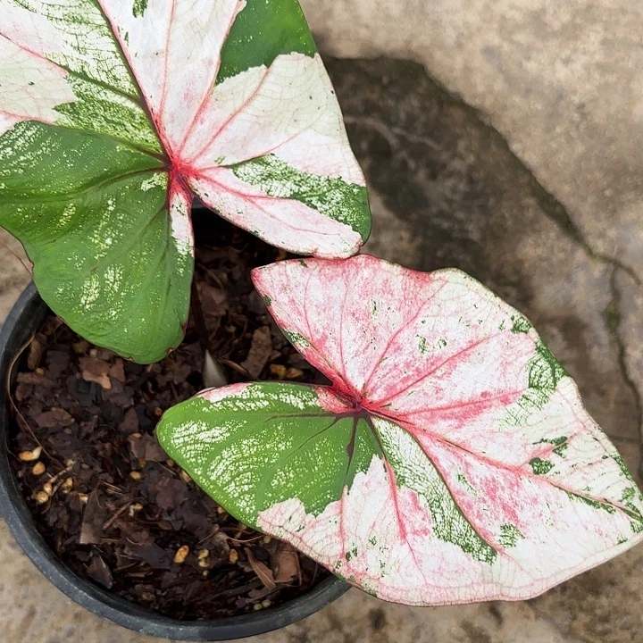 60-0104PJT广东现货