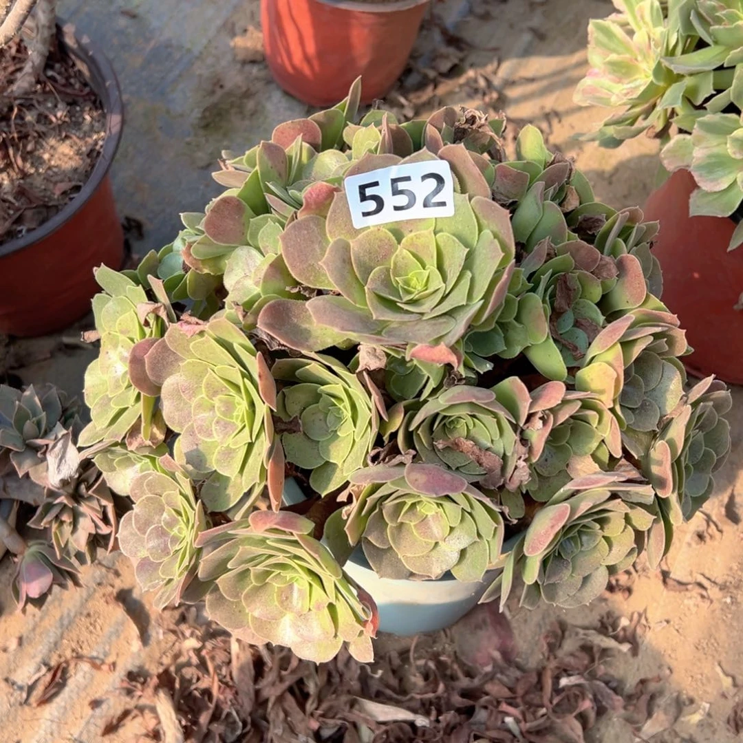 多肉植物玫瑰法师552
