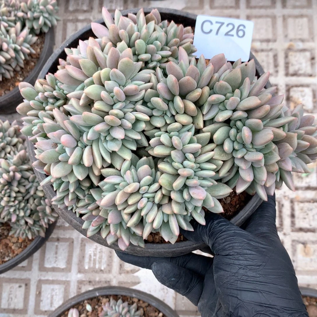 C726 售后范围：签收起7天内