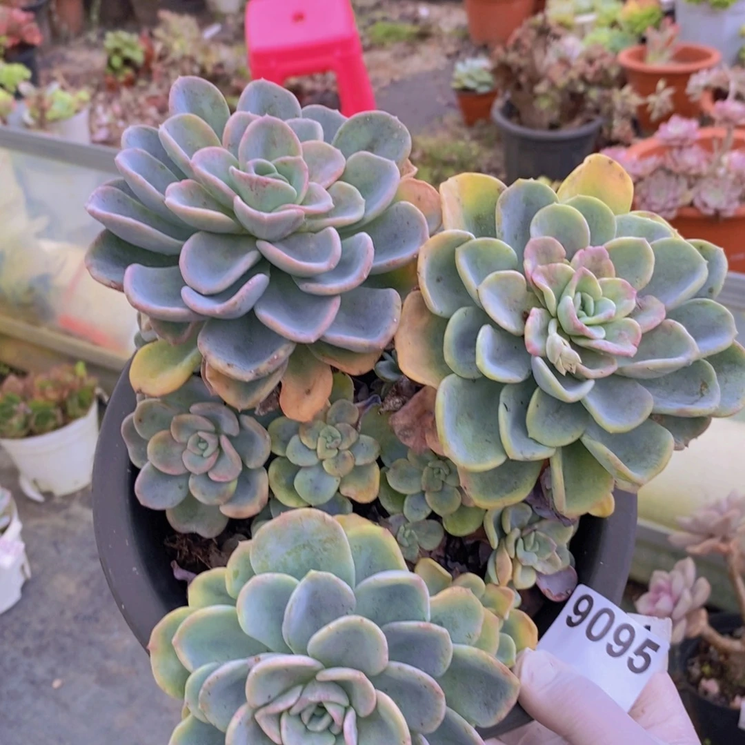 9095美尻老桩一物一拍