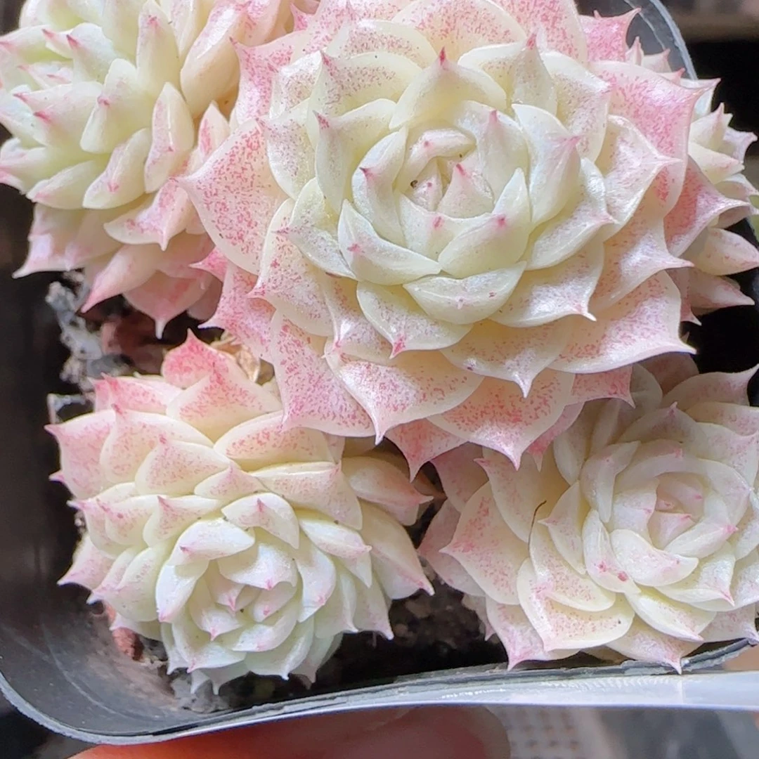 花语多肉1216-22散