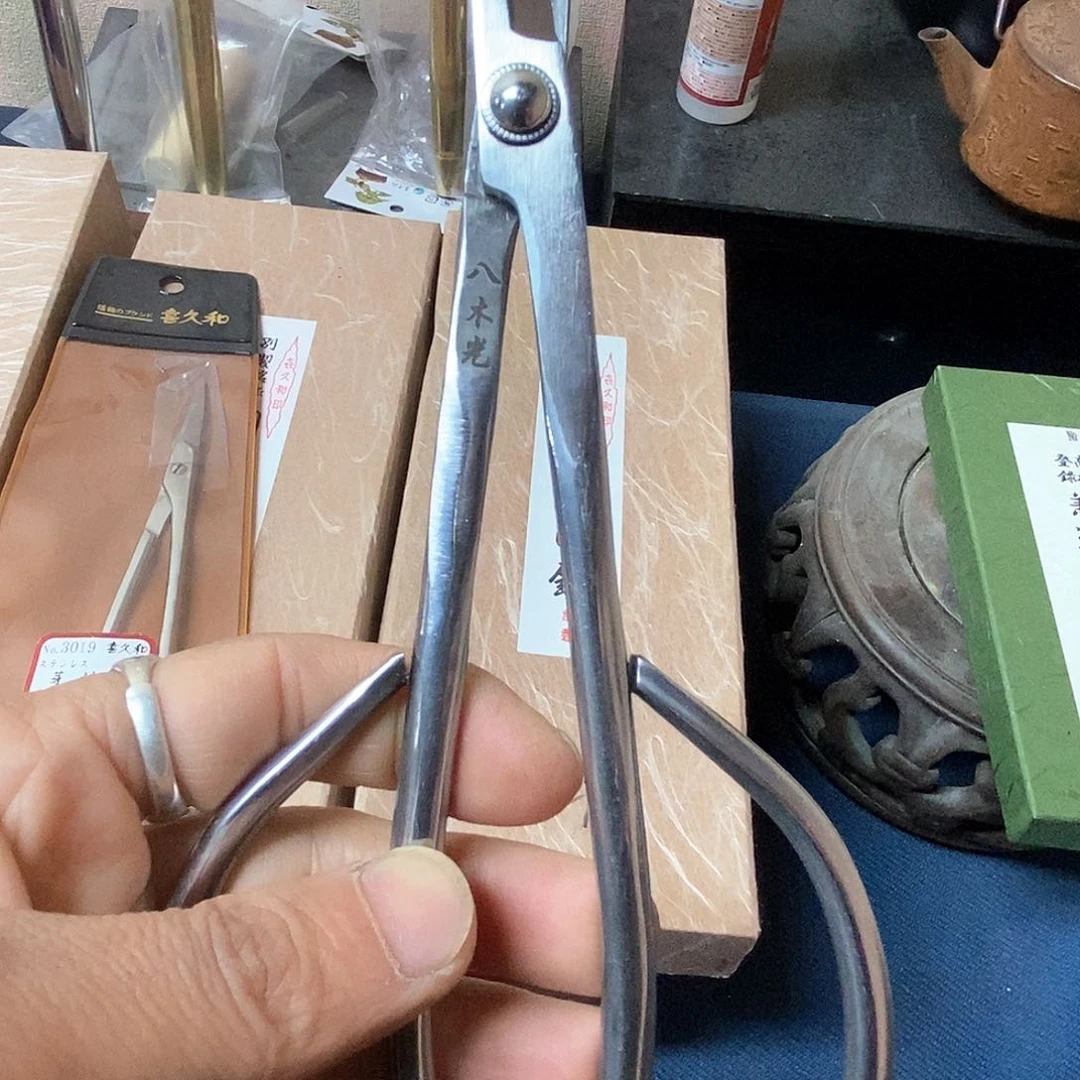 盆景八木光包邮到家