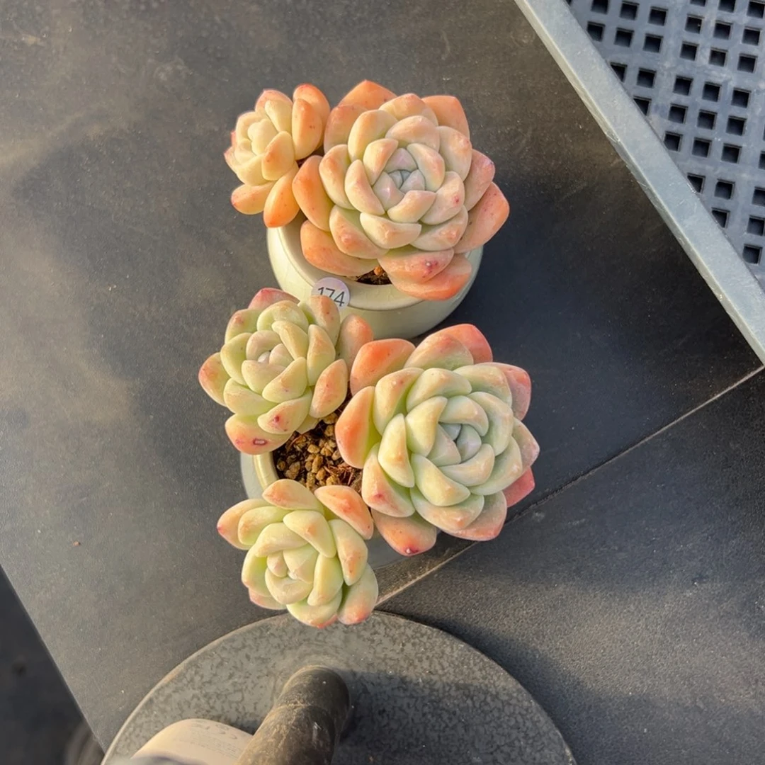 对*俩个冰玉带盆发000000000