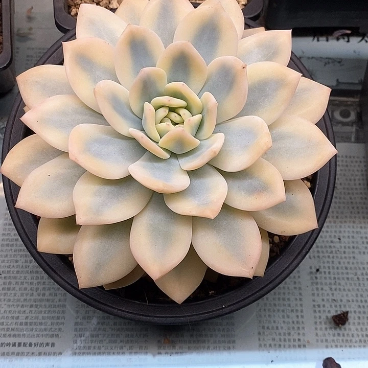 无花朵橙梦露锦宽锦边