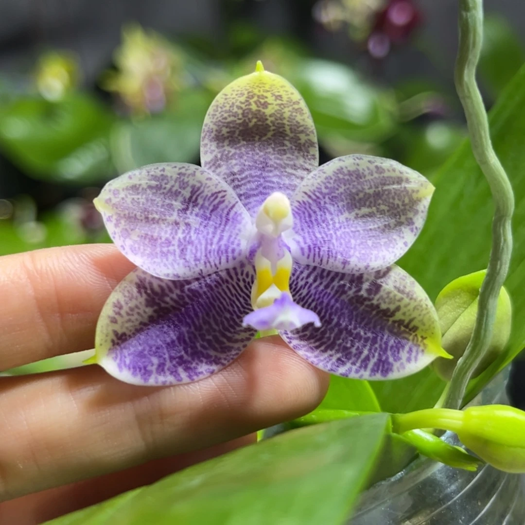 完全开放2.8寸yw08开花株