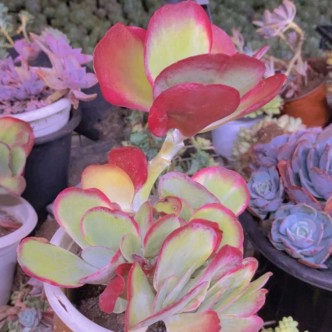 小***肉小鱼定向专拍一物一拍