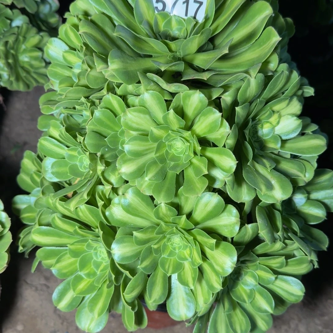 5717琉璃不包断枝