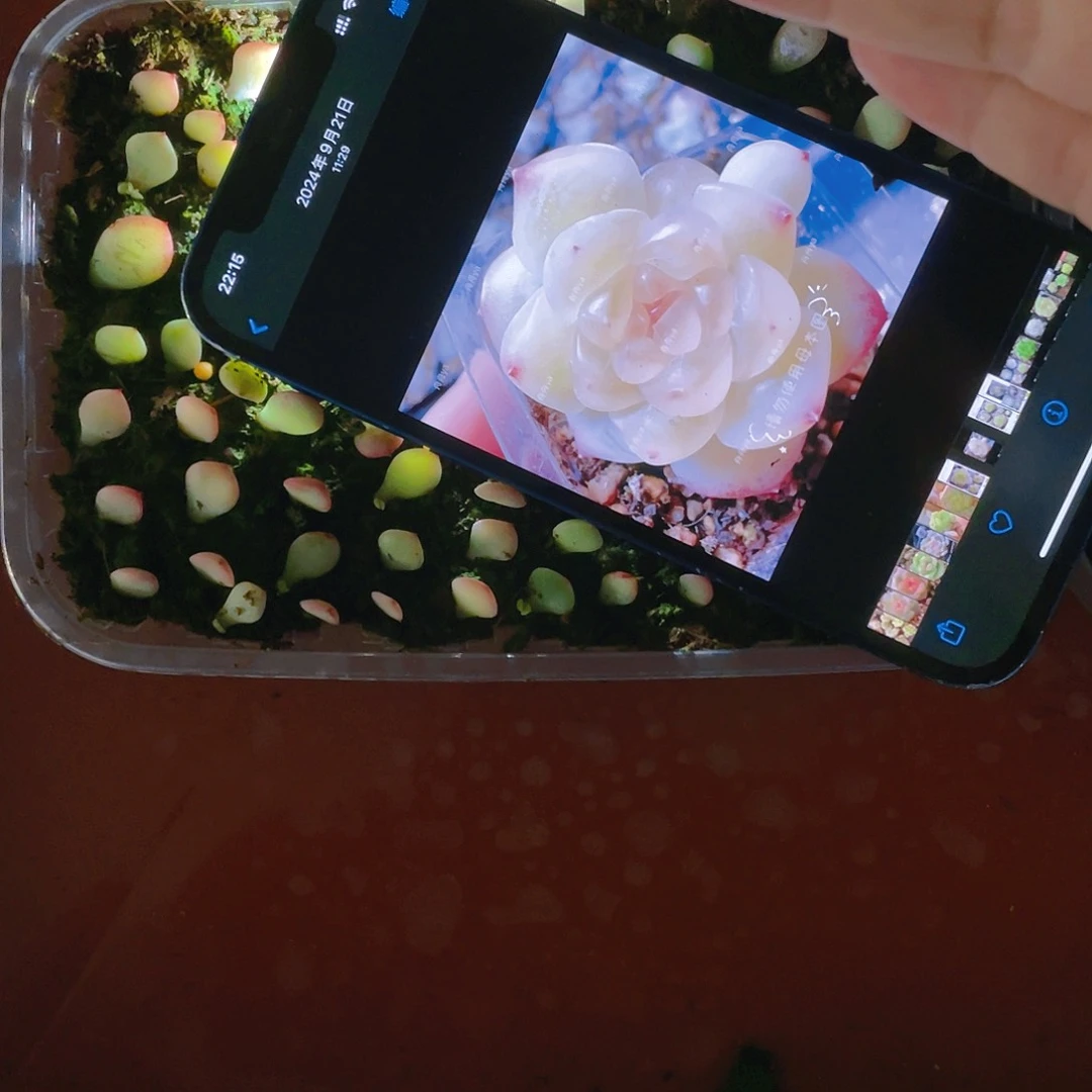 云间芝麻苗一个满25包邮