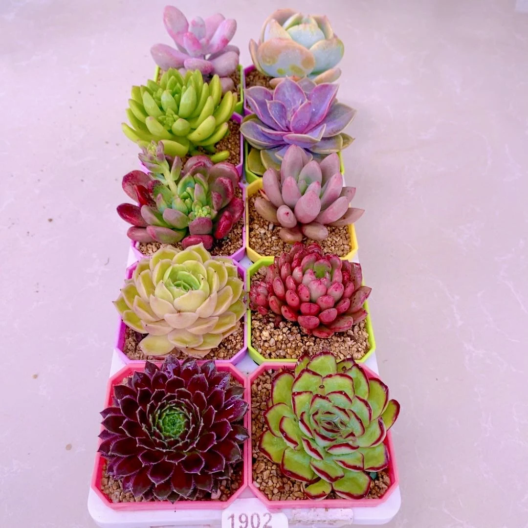 1902指定十颗送彩盆土框架（6厘米左右）