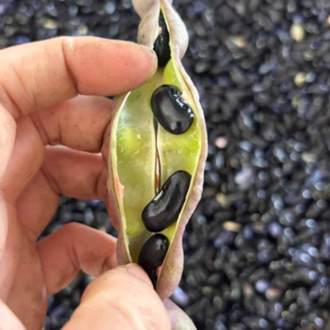 新鲜四季豆米米两斤装