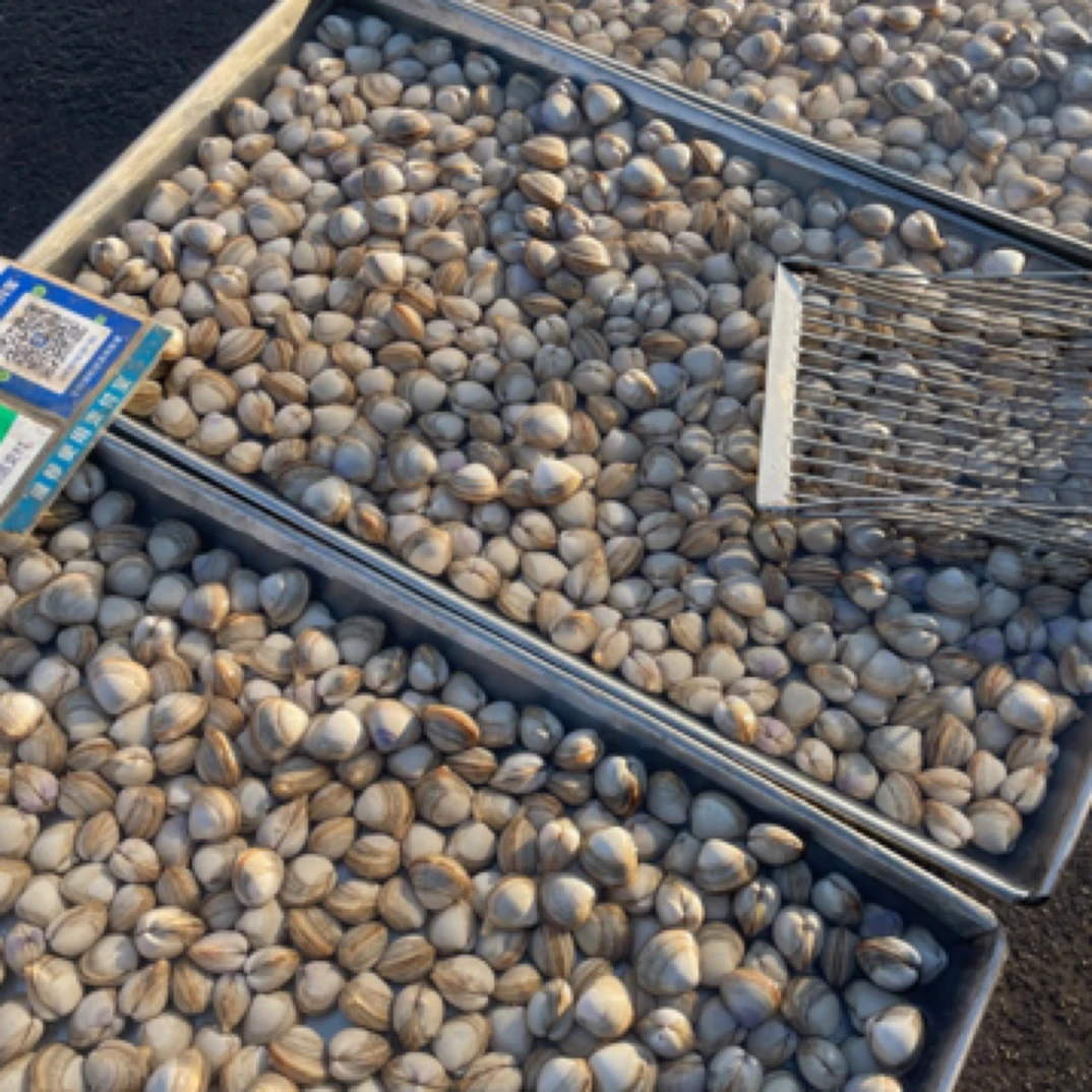 白皮肥嘎啦7.5一斤