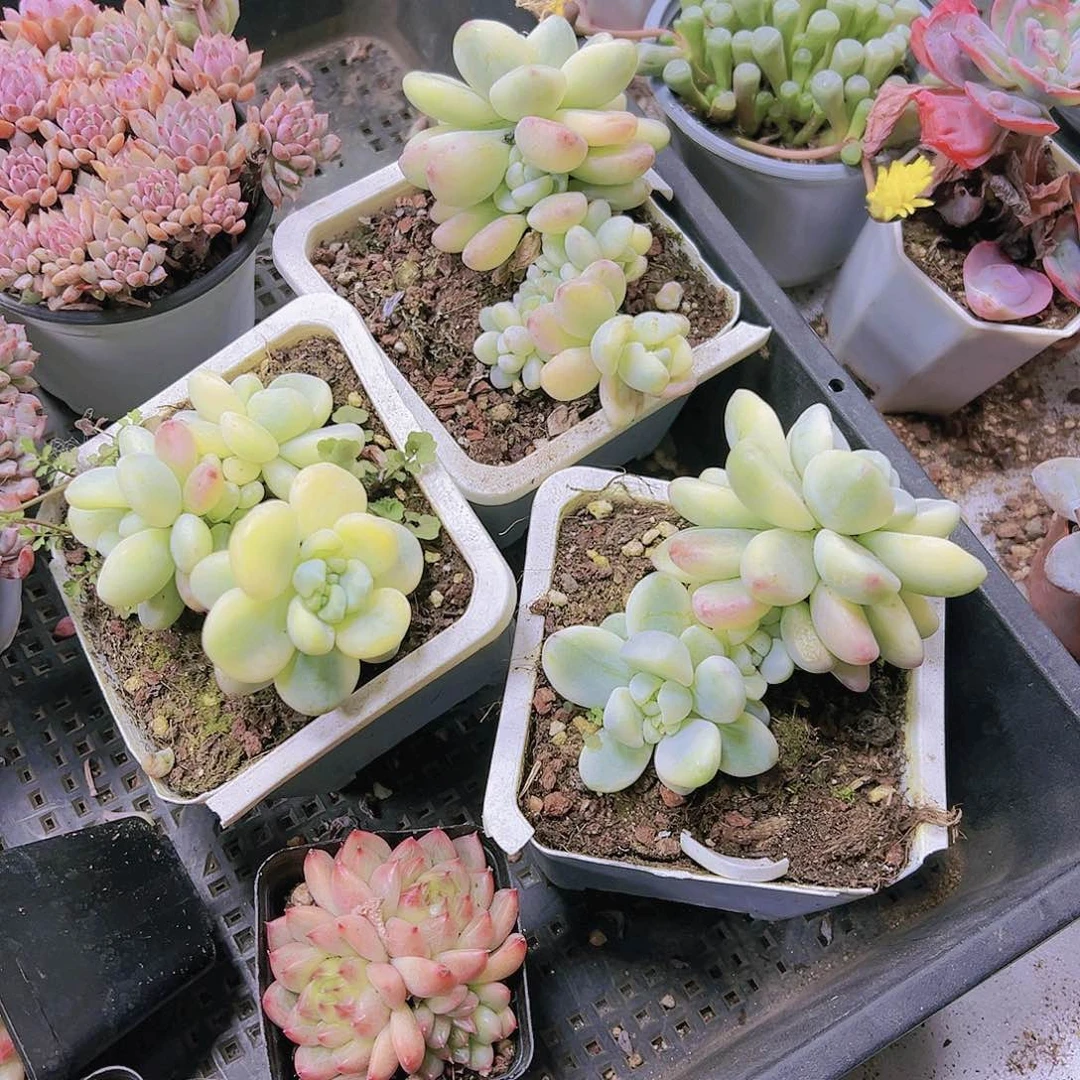 大劳尔锦多肉植物