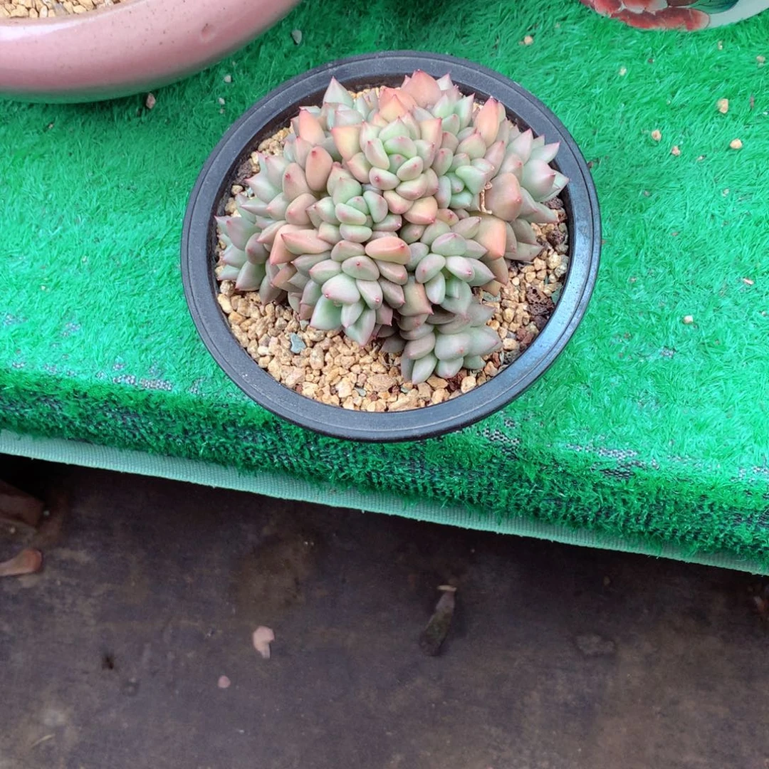 樱*?一物一拍一物一拍