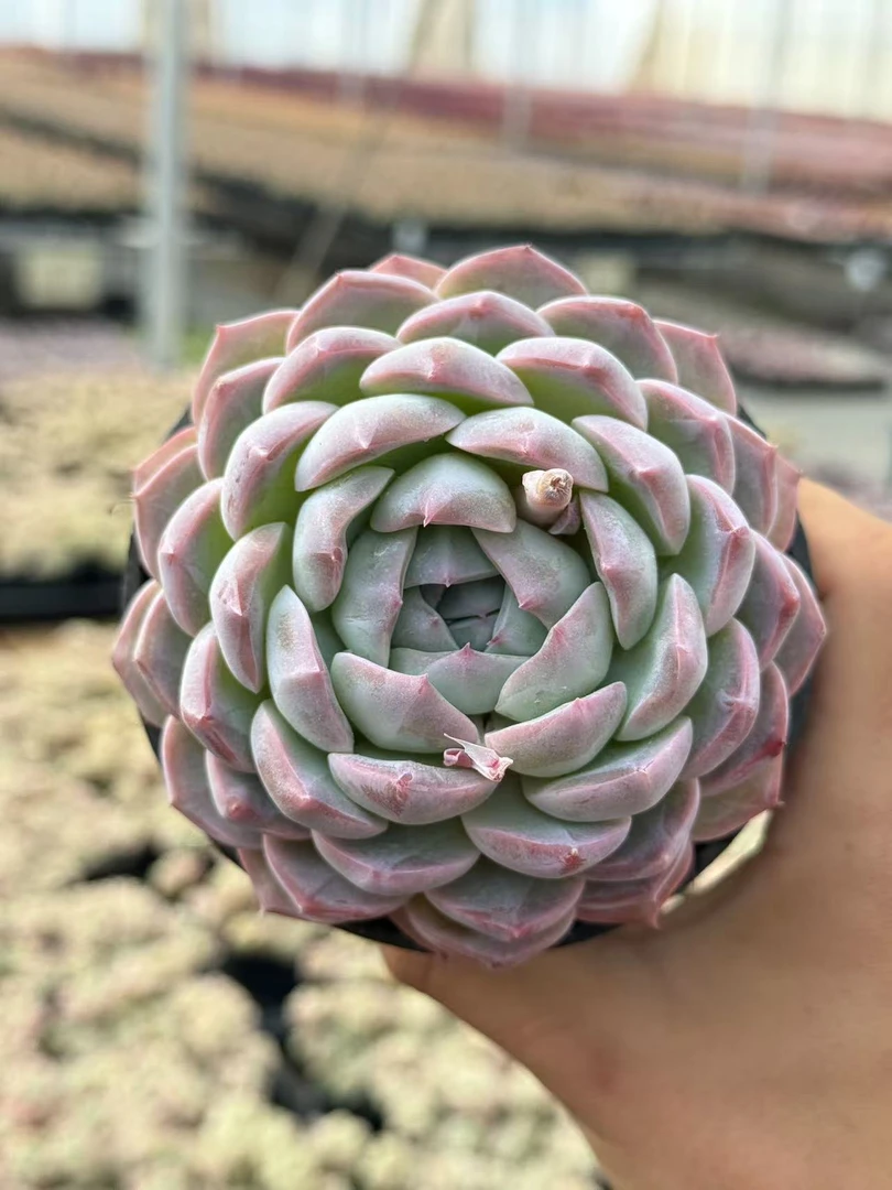 10#永利皇宫多肉植物  前男友精品多肉